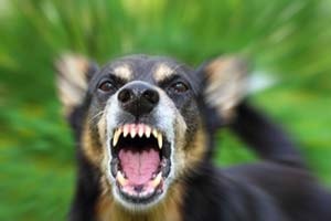 The Truth About Rabies